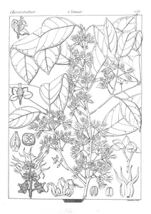 Linociera malabarica