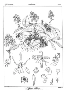 Liparis biloba