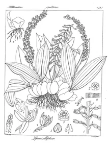 Liparis elliptica