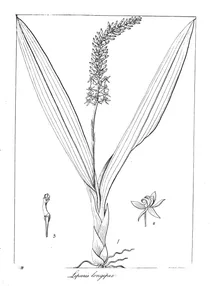 Liparis longipes