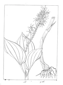 Liparis walkeriae