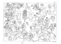 Lippia nodiflora