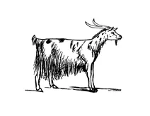 Лір – коза