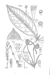 Lisianthus graciliflorus та spermacoce uniseta та spermacoce jacobsoni