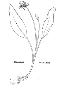 Лісовий часник