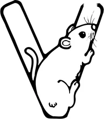 Літера v починає слово ” vole rodent
