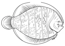 Літня камбала (achirus lineatus)