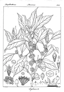 Litsea ceylanica