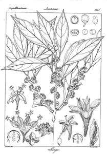Litsea oblonga