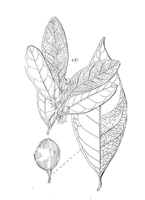 Litsea reticulata