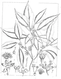 Літсея цейлонська