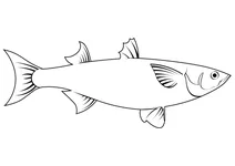 Лобань (mugil cephalus)