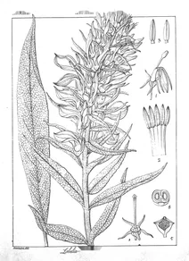 Lobelia aromatica