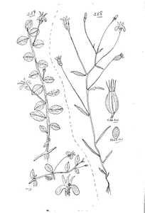 Lobelia douglasiana та lobelia humistrata