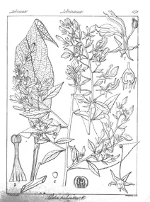 Lobelia trichandra