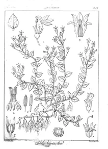 Lobelia trigona