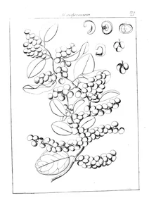 Loculus plukenetii