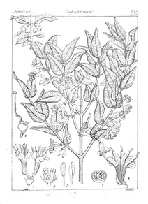 Lonicera ligustrina