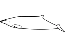 Лопатозубий кит (mesoplodon bahamondi)