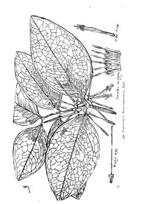 Loranthus beauverdianus