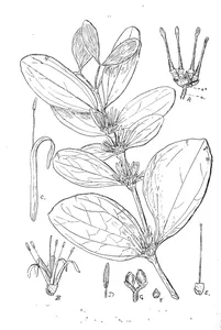 Loranthus conspicuus