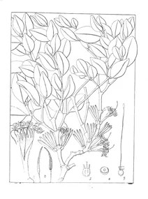 Loranthus euphorbiae
