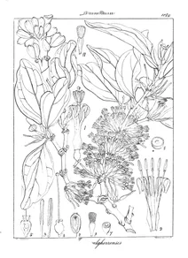 Loranthus neilgherrensis