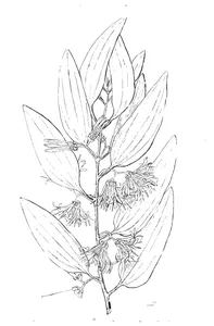 Loranthus quandang