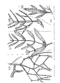 Лорантові (loranthaceae)