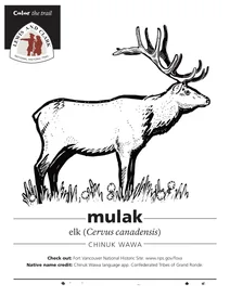 Лось (cervus canadensis)