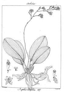 Losephia latifolia