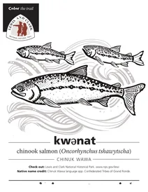 Лосось чавун (oncorhynchus tshawytscha)