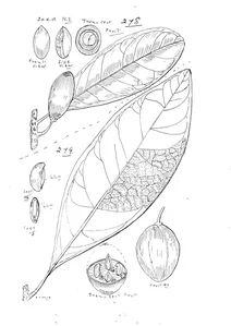 Lucuma galactoxylon та sideroxylon arnhemicum