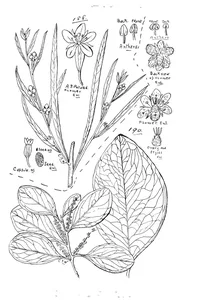 Ludwigia parviflora та homalium brachybotrys