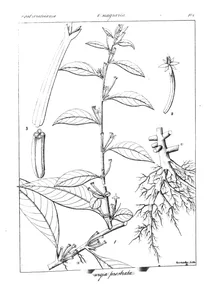 Ludwigia prostrata