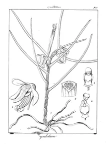 Luisia tristis як cymbidium triste