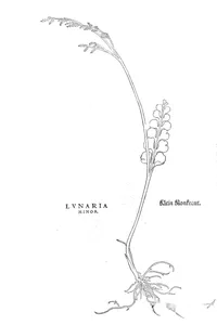 Лунарія мала