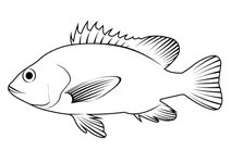 Луціан червоний (lutjanus argentimaculatus)