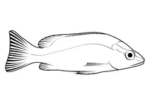 Луціан сірий (lutjanus griseus)