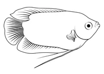 Ляліус (trichogaster lalius)