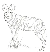 Lycaon pictus