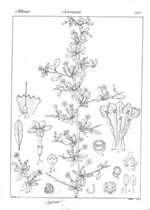 Lycium indicum