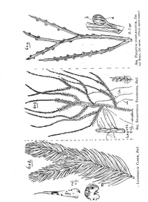 Lycopodium clarae та selaginella bakeriana та psilotum complanatum