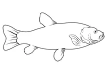 Лин звичайний (tinca tinca)