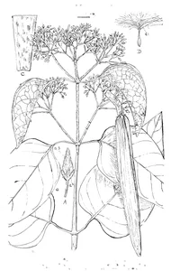 Lyonsia largiflorens