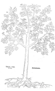 Липа (tilia foemina, жіноча форма)