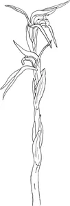 Липерантус запашний (lyperanthus suaveolens) (коричневі дзьобики)