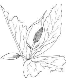 Lysichiton camtschatcensis
