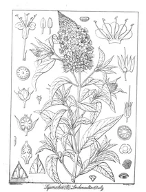 Lysimachia leschenaultii
