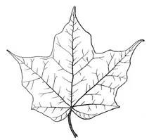 Лист клена чорного